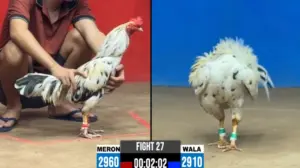 Full clip đá gà trực tiếp CPC2 Thomo ngày 21/10/2026